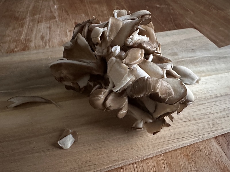 Maitake